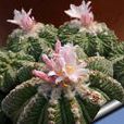 花籠 花籠