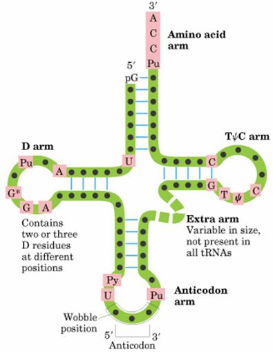 tRNA的三葉草型