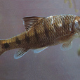溫州厚唇魚 溫州厚唇魚