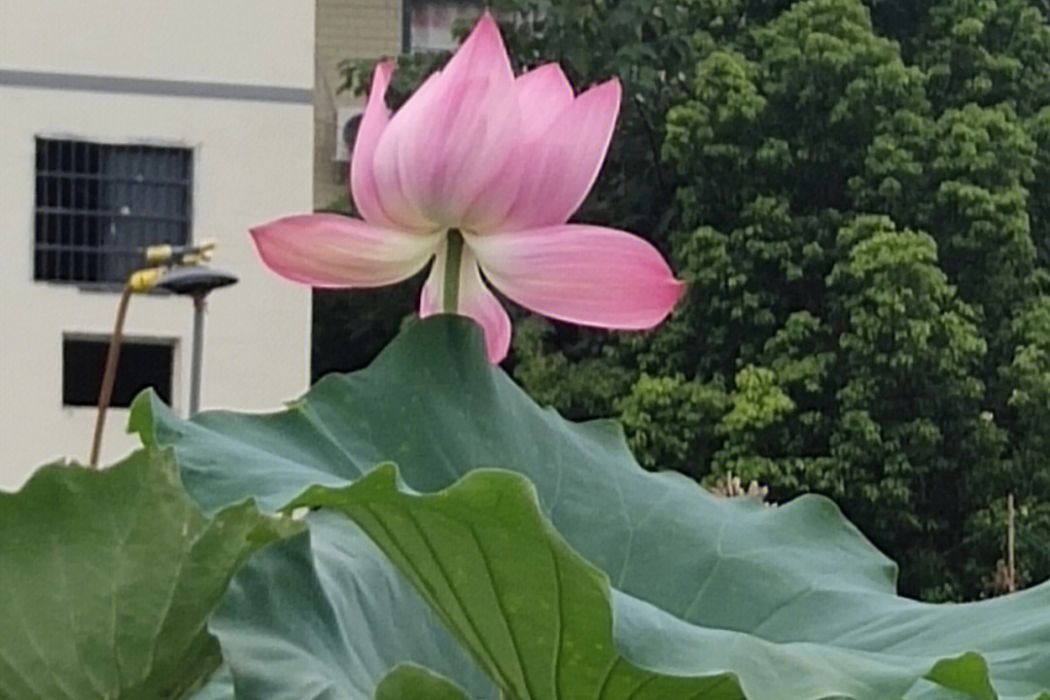 蓮塘早3號 蓮塘早3號