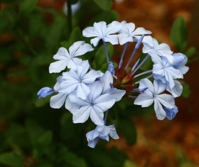白花丹屬(Plumbago) 白花丹屬(Plumbago)