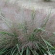 麗色畫眉草 麗色畫眉草