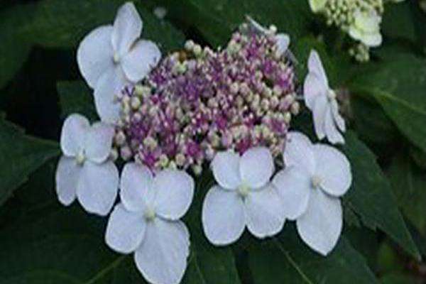 Hydrangea macrophylla \x27Tokyo Delight\x27