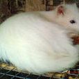 特養動物 特養動物
