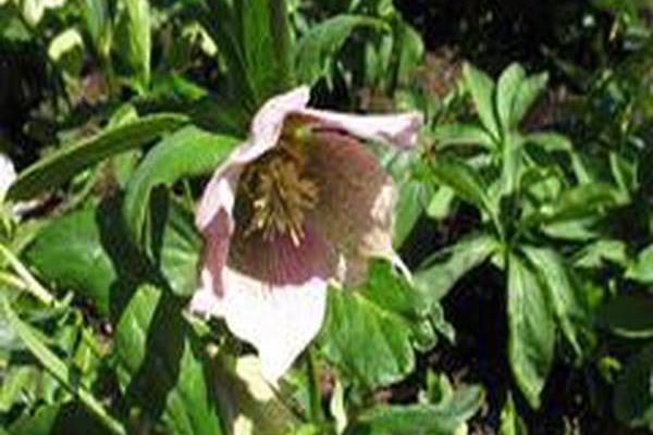 Helleborus purpurascens \x27Red Power\x27