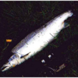 大麻哈魚(中藥) 大麻哈魚(中藥)