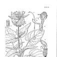 米林糙蘇 米林糙蘇