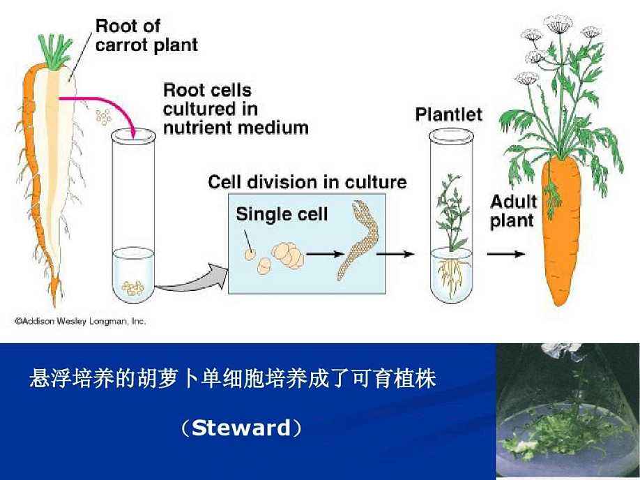 植物細胞懸浮培養
