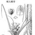 碩大藨草 碩大藨草