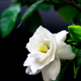 梔子花(茜草目茜草科植物) 梔子花(茜草目茜草科植物)