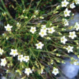 春米努草 春米努草