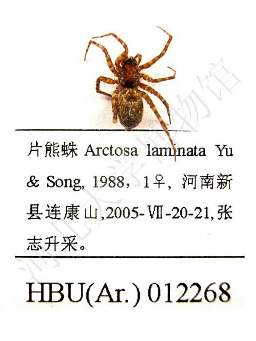 片熊蛛 片熊蛛