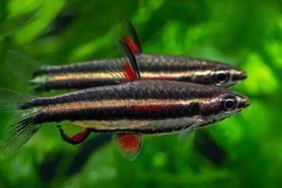 黑圓罩魚 黑圓罩魚