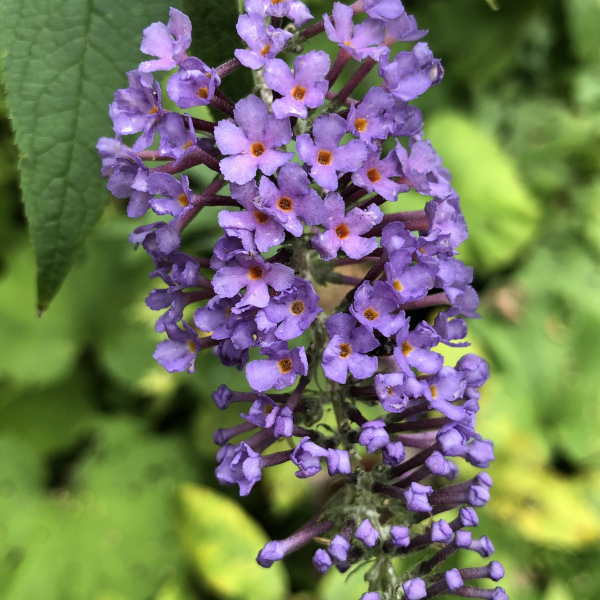 Buddleja davidii Buddleja davidii
