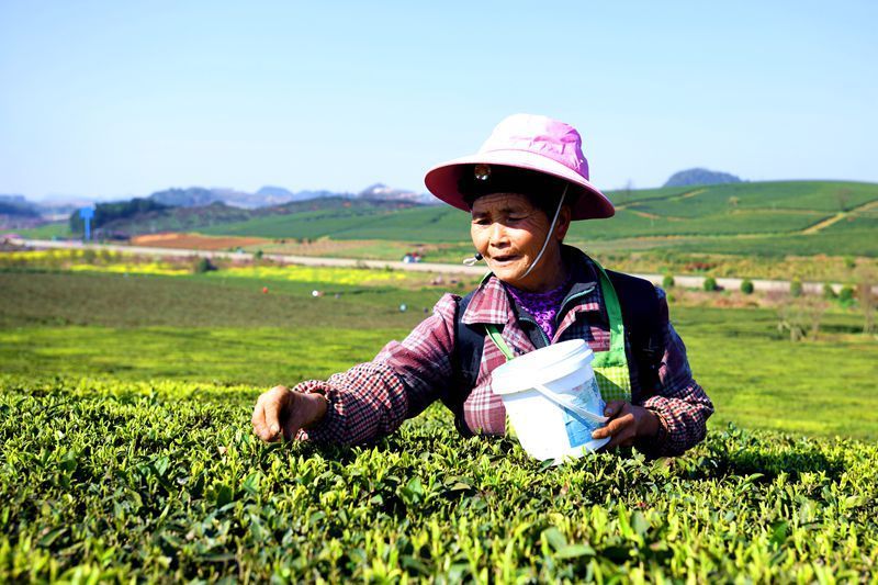 茶工 茶工