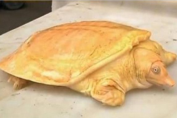 金色甲魚 金色甲魚
