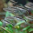 拐杖魚 拐杖魚