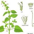 廣防風(管狀花目唇形科植物) 廣防風(管狀花目唇形科植物)