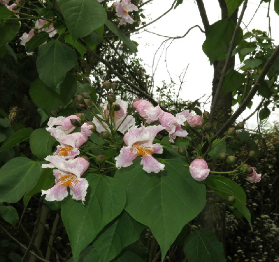 泡桐木皮 泡桐木皮