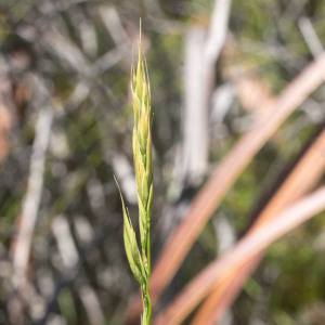 Ehrharta dura