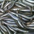 麵條魚 麵條魚