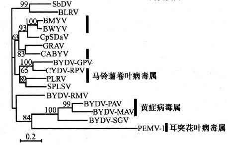 黃症病毒科的系統發育樹（外殼蛋白）