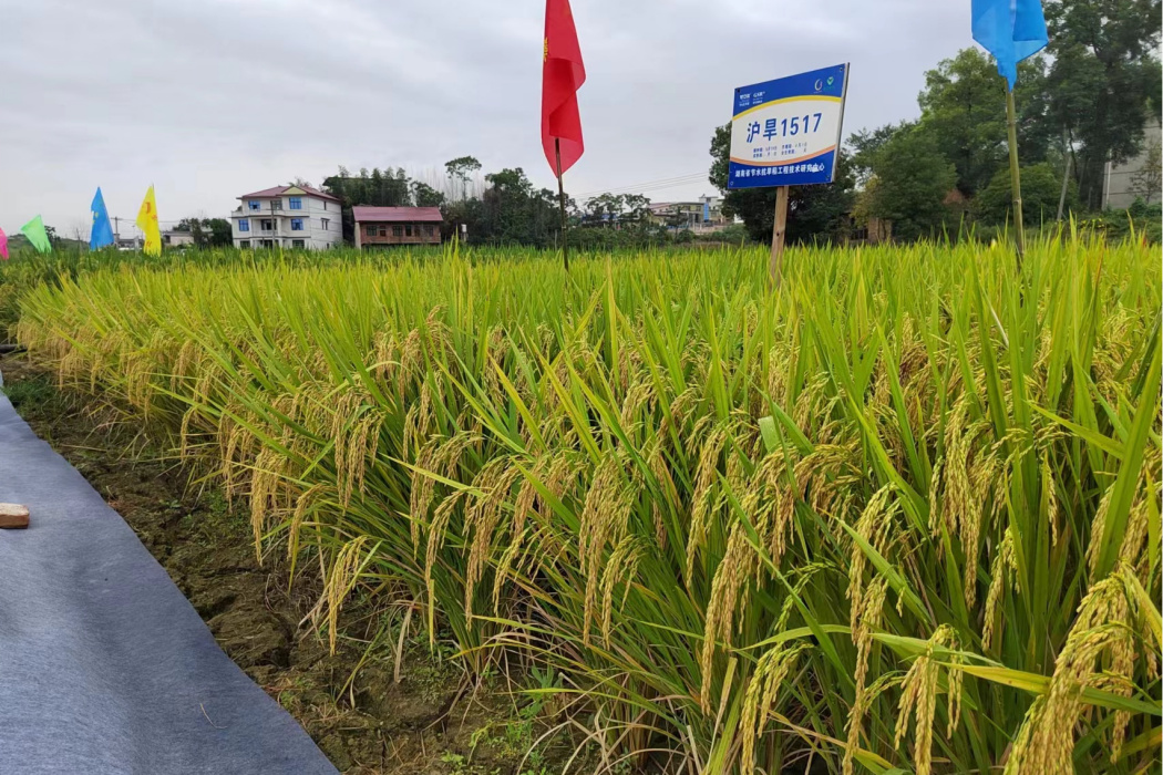 滬旱1517 滬旱1517
