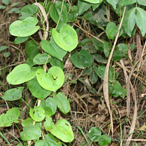 Dioscorea minutiflora