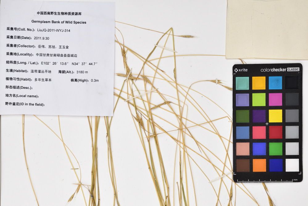 齒鵝觀草 齒鵝觀草