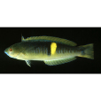 布氏擬盔魚 布氏擬盔魚