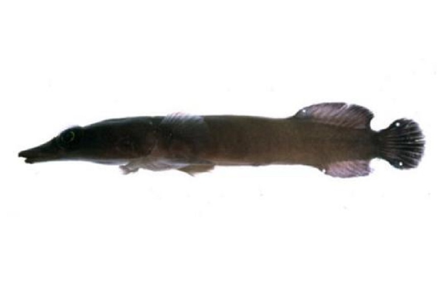 鶴喉盤魚 鶴喉盤魚