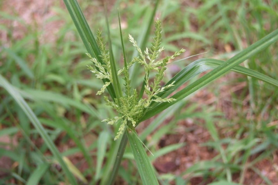 橫果苔草 橫果苔草