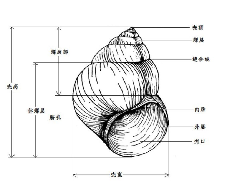 腹足綱貝殼形態圖