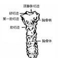 頸靜脈切跡 頸靜脈切跡