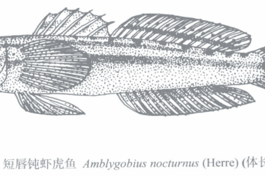 短唇鈍蝦虎魚 短唇鈍蝦虎魚