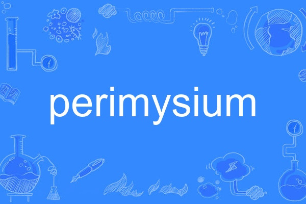 perimysium perimysium
