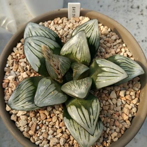 銀龜(百合科十二卷屬植物)