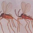 雙翅目(Diptera) 雙翅目(Diptera)