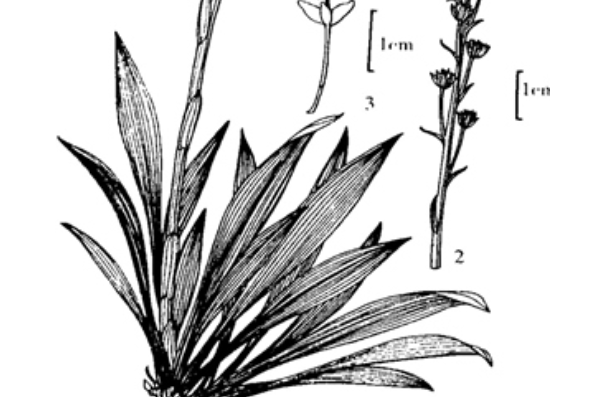 金平丫蕊花 金平丫蕊花