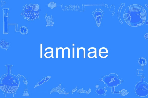 laminae laminae