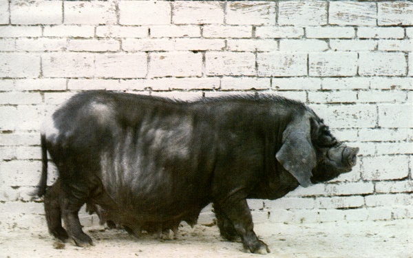 玉山黑豬
