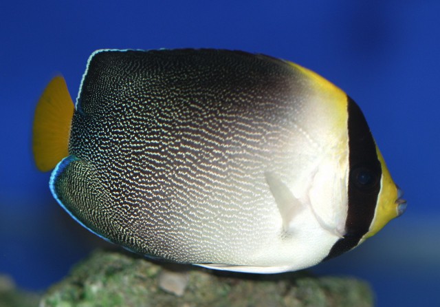 黃尾神仙魚