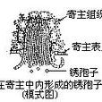 銹孢子器 銹孢子器