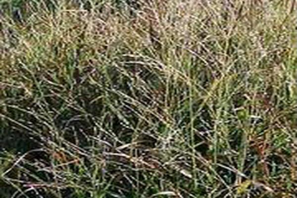 Panicum virgatum \x27Rehbraun\x27 Panicum virgatum \x27Rehbraun\x27