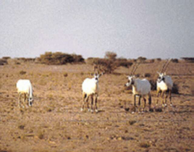 阿拉伯沙漠羚羊保護區