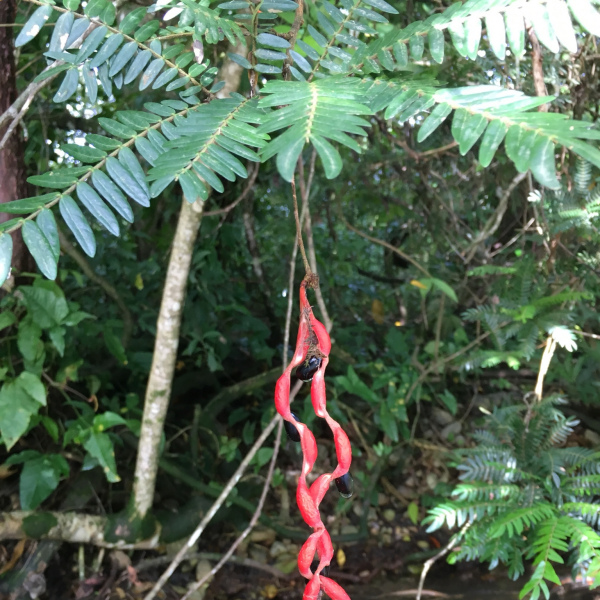 Cojoba graciliflora