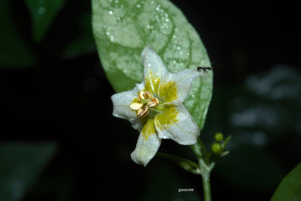Capsicum flexuosum