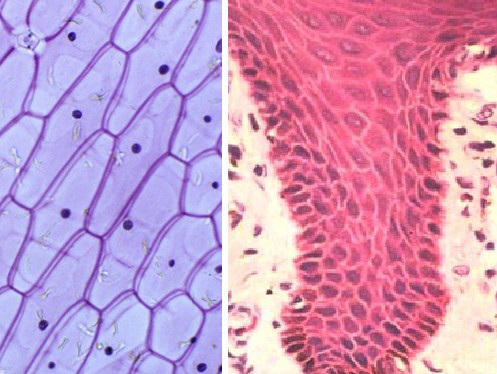 洋蔥表皮細胞（左）與人口腔上皮細胞（右）