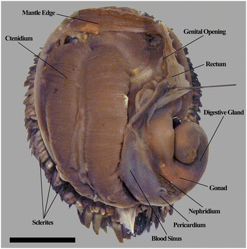 鱗腳蝸牛解剖圖