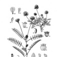 耳瓣棘豆 耳瓣棘豆